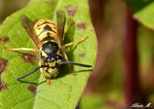 Réf. 296 158 : Vespula sp.
